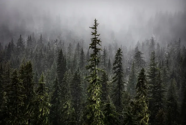 Last Stand, Willamette National Forest, Oregon, USA