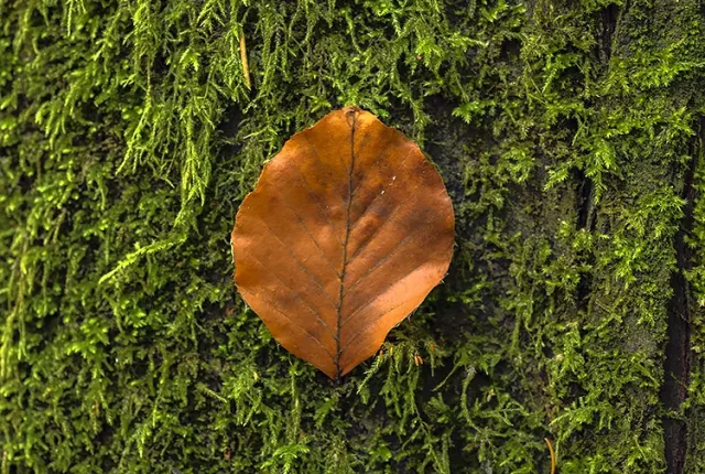 Leaf And Moss, Portland Japanese Garden, Oregon, USA