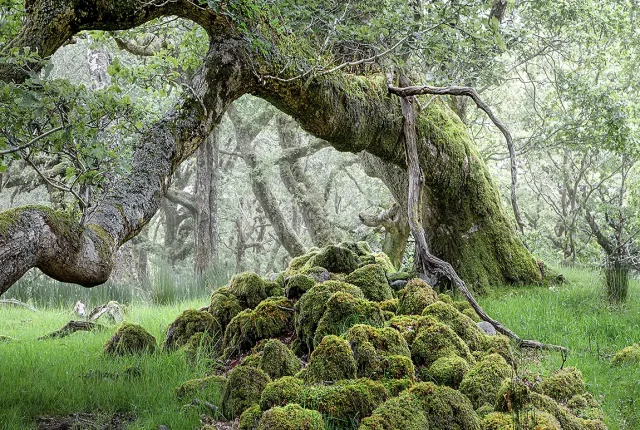 Leaning Forest Giant, County Clare, Ireland