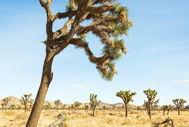 Leaning Joshua, Joshua Tree National Park, Palm Desert, California, USA