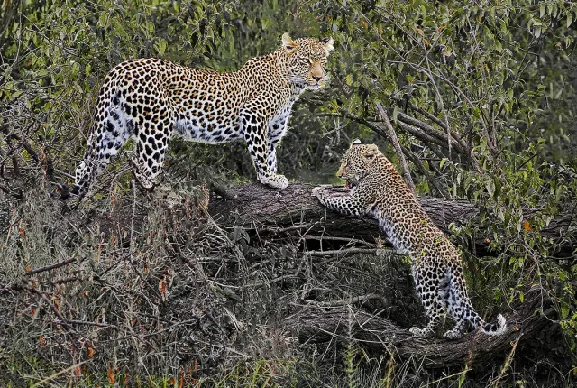 Leopard With Cub, Maasai Mara, Kenya