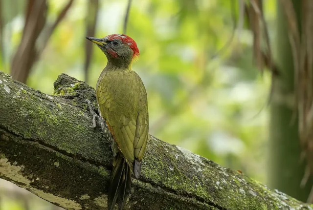 Lesser Yellownape, Kahagolla, Sri Lanka