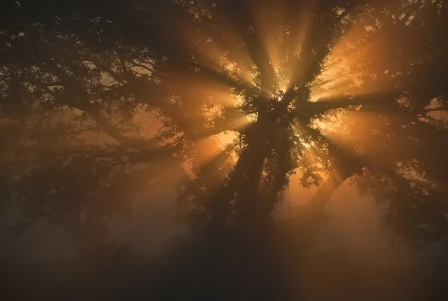 Light And Shadow, Dluzew, Poland