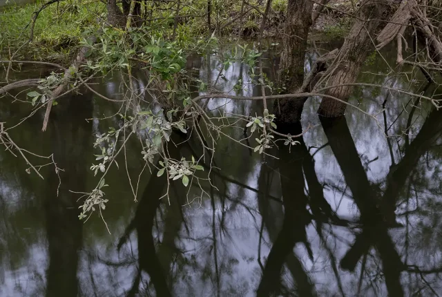 Light And Shadow In A Riverside Forest, Alcanena, Santarem, Portugal