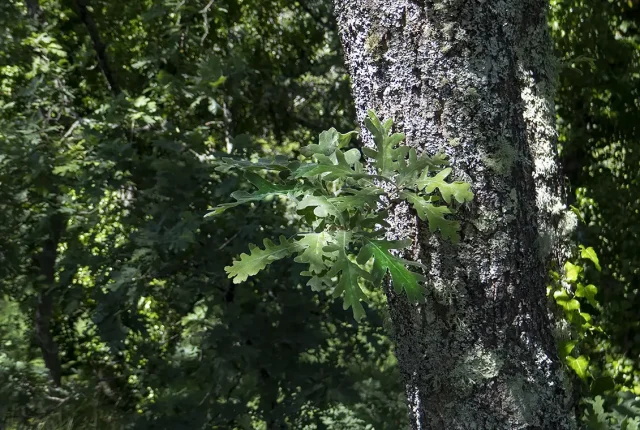 Light And Shadow In An Oak Forest, Tendais, Cinfaes, Viseu, Portugal