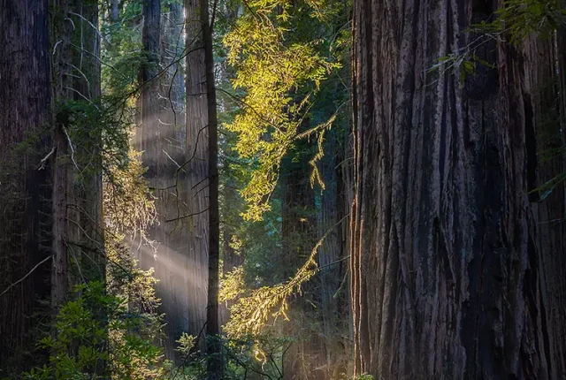 Light In The Shadows, Redwood National Park, Crescent City, California, USA