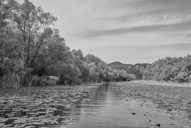 Lilied Path Monochrome, Lake Skadar, Montenegro