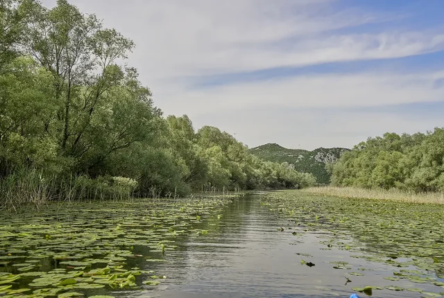Lilled Path In Color, Lake Skadar, Montenegro