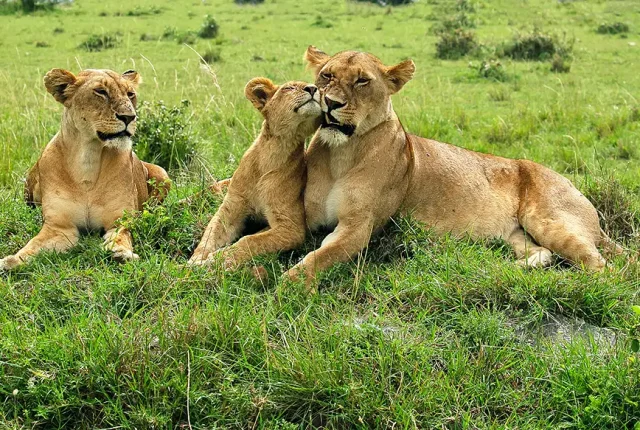 Lion King Moment, Maasai Mara, Kenya