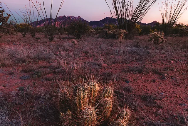 Little Cactus, Madera Canyon, Arizona, USA