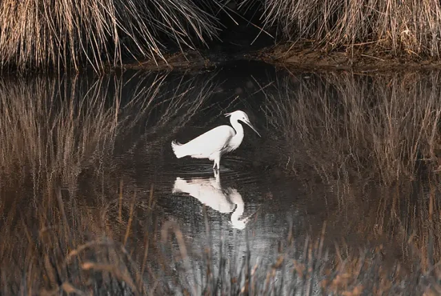 Little Egret, Tarquinia, Italy