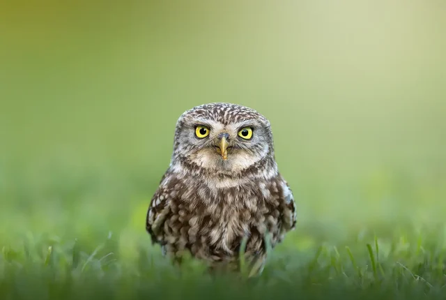 Little Owl Enjoying A Snack, Ede, The Netherlands