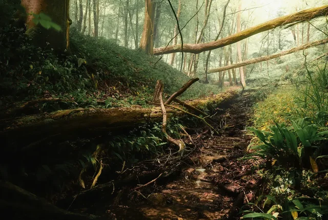 Little Stream In The Cotswolds, Gloucestershire, England