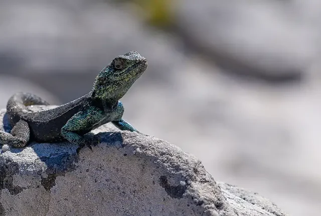 Lizard at table mountain, cape town, south africa