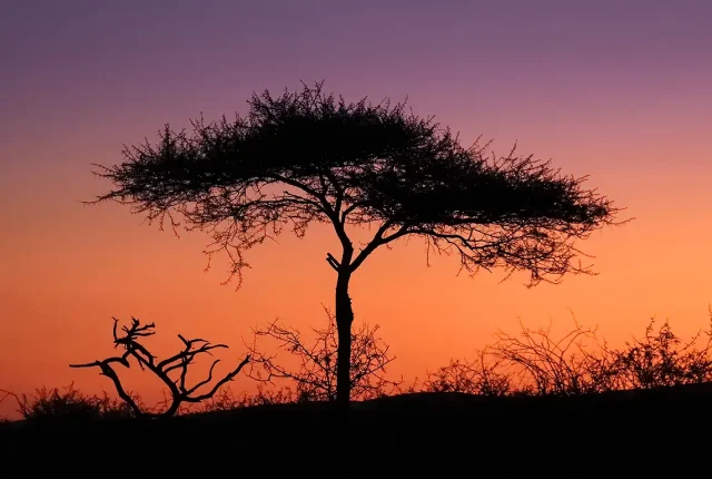 Lone African Tree, Kwazulu Natal, South Africa
