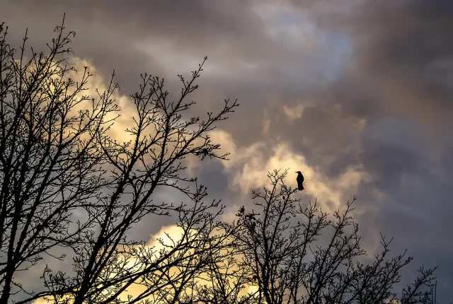 Lone Crow Sunrise, Transfer Beach, Ladysmith, British Columbia, Canada
