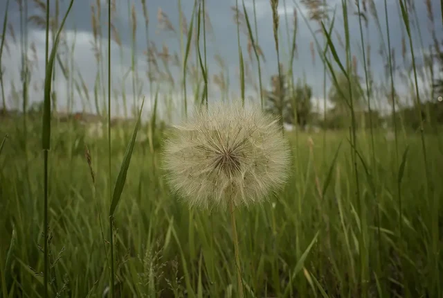 Lone dandelion, bozeman, gallatin county, mt, usa