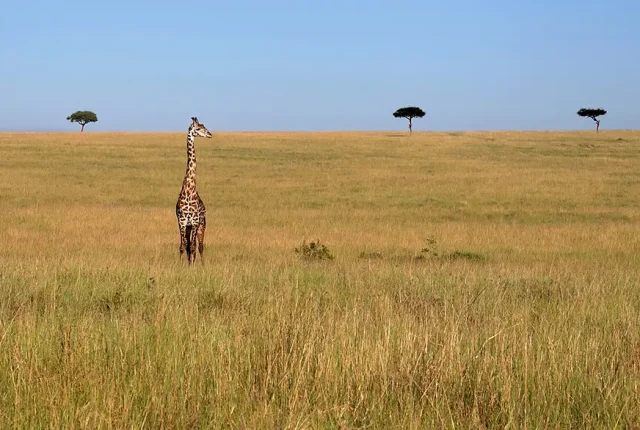 Lone Giraffe, African Savannah, Amboseli National Park, Kenya