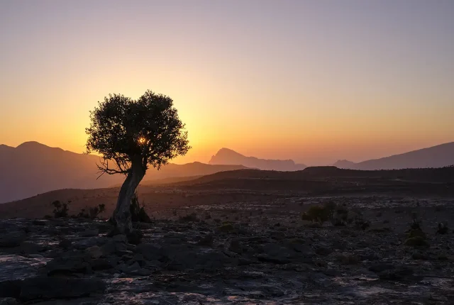 Lone Tree, Jebel Shams, Oman