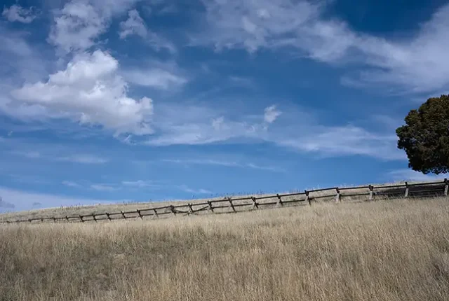 Lone Tree, Sage Ranch, Park County, Montana, USA