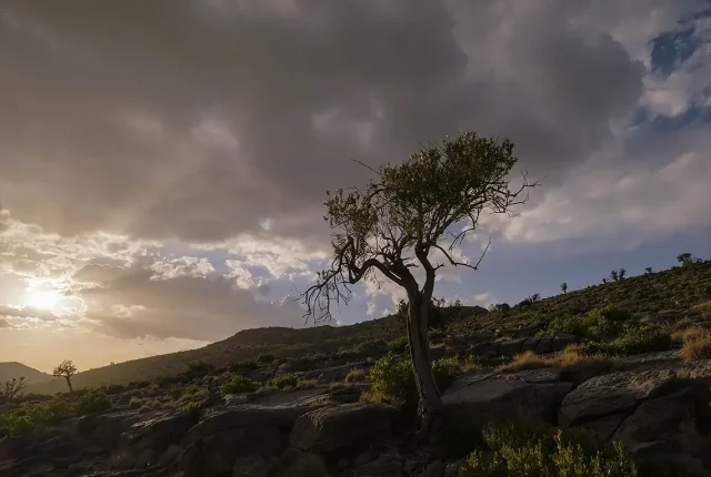 Lone tree sunset, jebel sarra, hajar mountains, oman