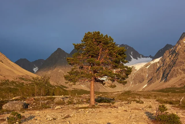 Lonely Pine, Blaisvatnet, Lyngen, Norway