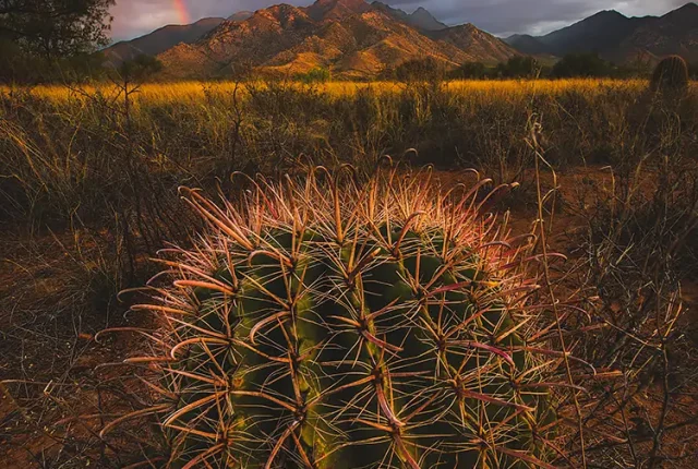 Madera Cactus, Madera Canyon, Arizona, USA