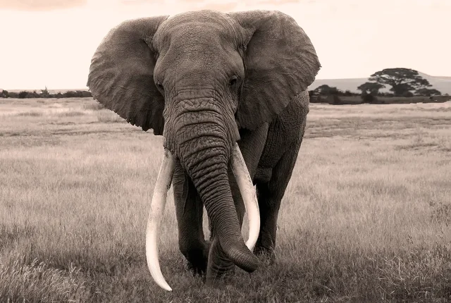 Majestic, Amboseli National Park, Kenya