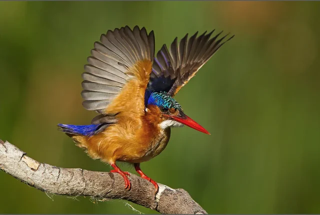 Malachite kingfisher intaka island cape town south africa