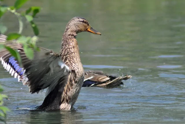 Mallard, Racconigi, Piedmont, Italy