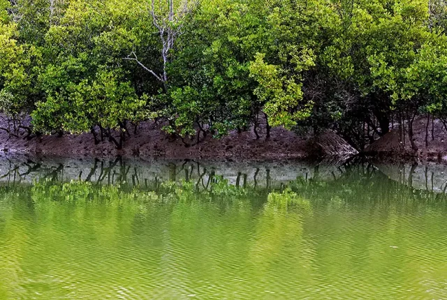 Mangrove Wetland, Odisha, India