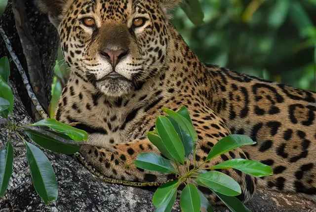 Marcela, The Pantanal, Mato Grosso, Brazil