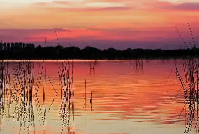 Marsh Reed Reflection, Nalsarovar Bird Sanctuary, Ahmedabad, Gujarat, India