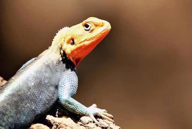 Master of disguise, chameleon, amboseli, kajiado county, kenya