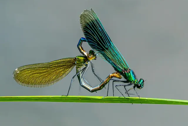 Mating Banded Demoiselles, Rhein River, Freiburg, Germany
