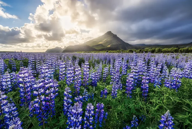 Midnight Sun, Skogar, Iceland