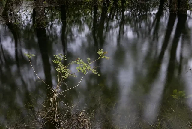 Minde’s Polje Forest, Alcanena, Santarem, Portugal