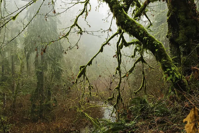 Mist In The Forest, Courtenay, Vancouver Island, British Columbia, Canada