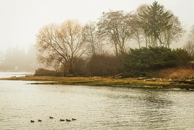 Mist On The Estuary, Courtenay, Vancouver Island, British Columbia, Canada
