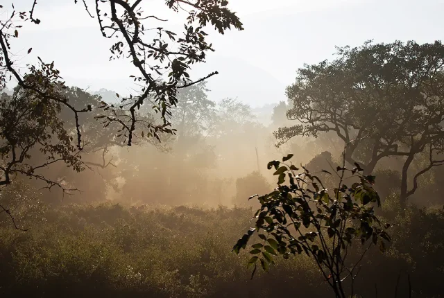 Misty Forest, BR Hills Wildlife Sanctuary, Mysore, India