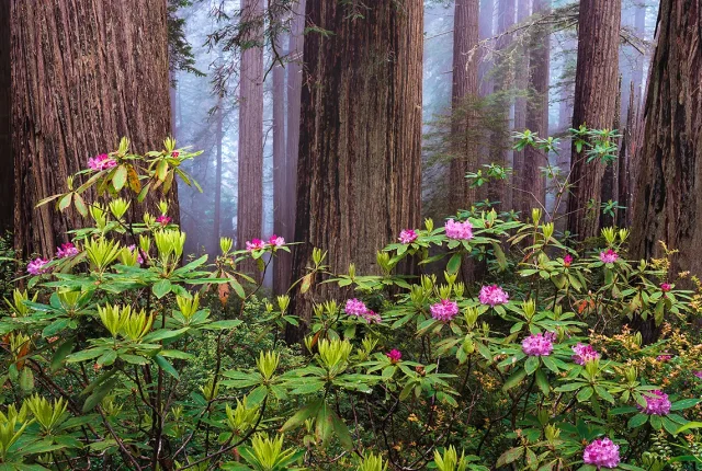 Misty Redwood Forest, Humboldt County, California, USA