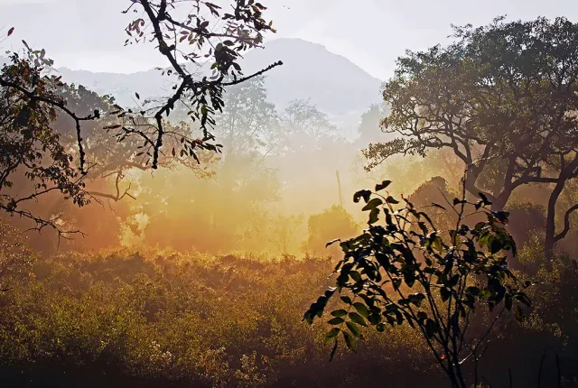 Misty Scene, BR Hills Wildlife Sanctuary, Mysore, India