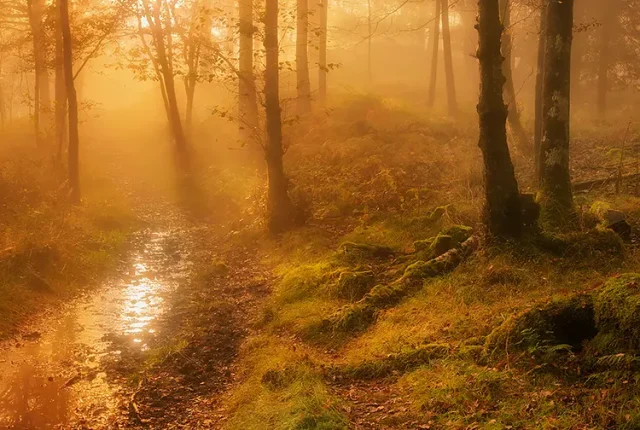 Misty woodland sunrise, fletchers wood, elterwater, cumbria, england