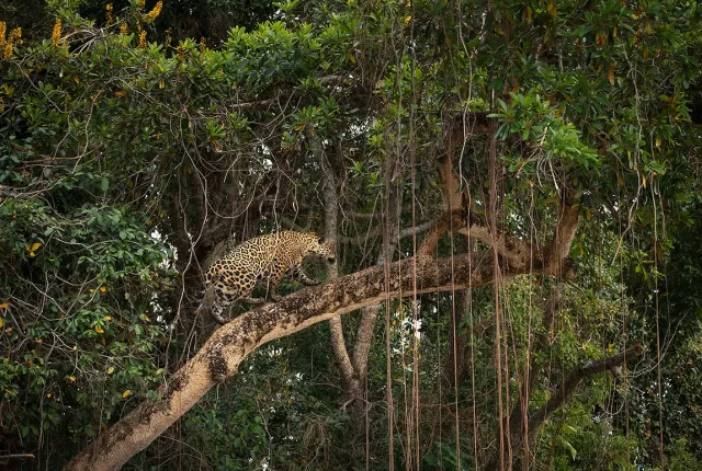 Morning Commute, Pantanal, Mato Grosso, Brazil
