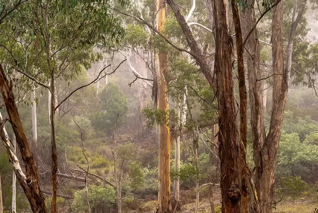 Morning Over Watsons Creek, Christmas Hills, Victoria, Australia