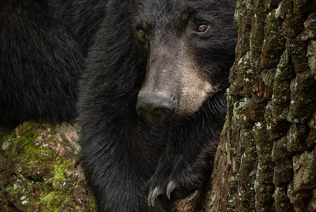 Mother ever watchful, great smoky mountains np, near gatlinburg, tn, usa