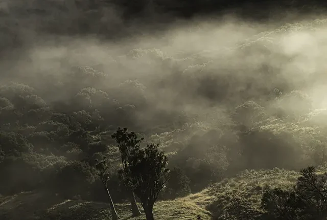 Moving mist, glenora station, akitio, new zealand