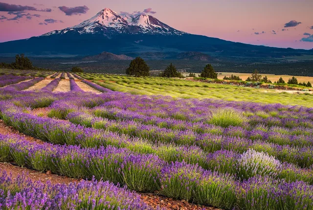 Mt Shasta From Mt Shasta Lavender Farms, Montague, CA, USA copy