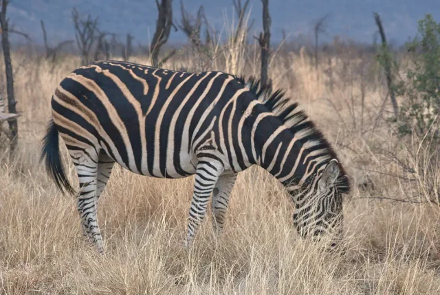 Munching Zebra, Madikwe Game Reserve, South Africa