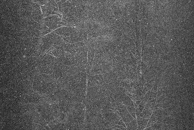 Municipal forest snowstorm, olsztyn, northeast poland